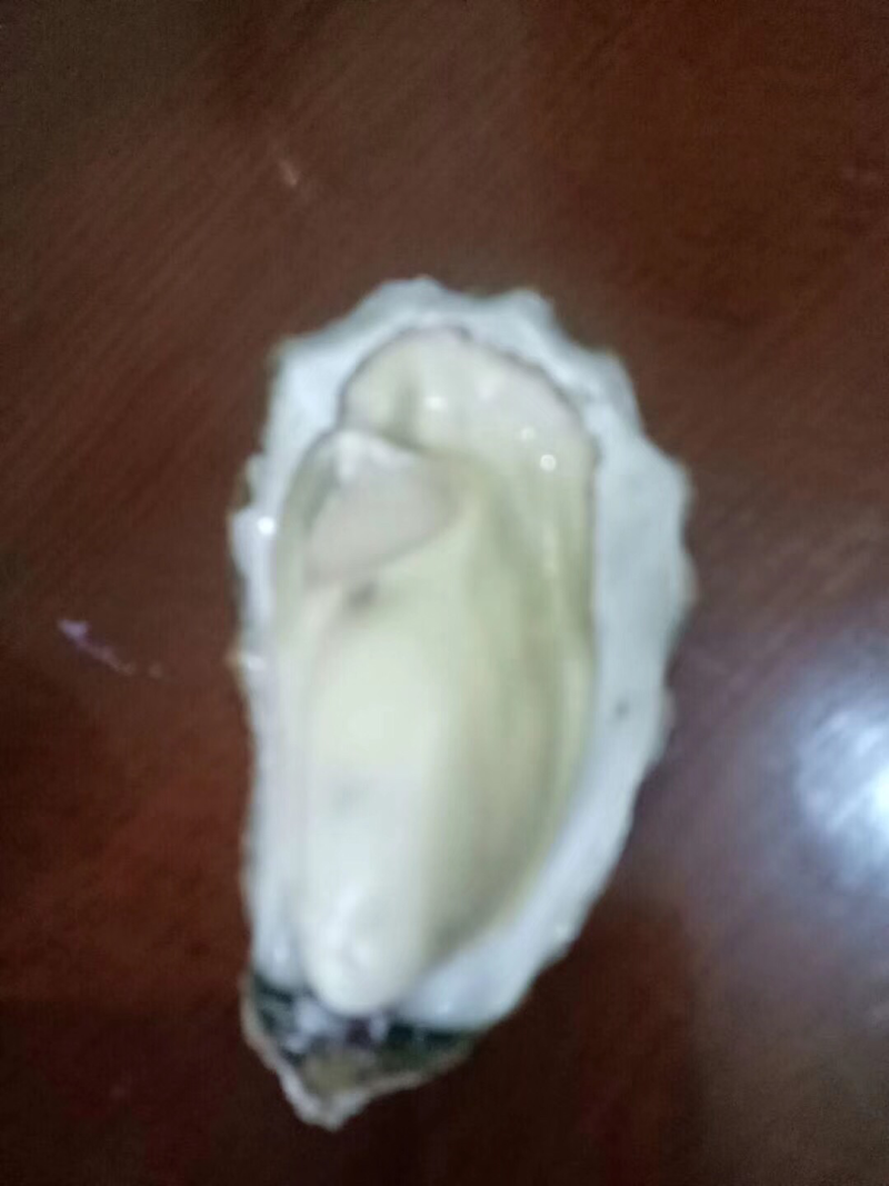 大连生蚝，规格单只2两起步的
