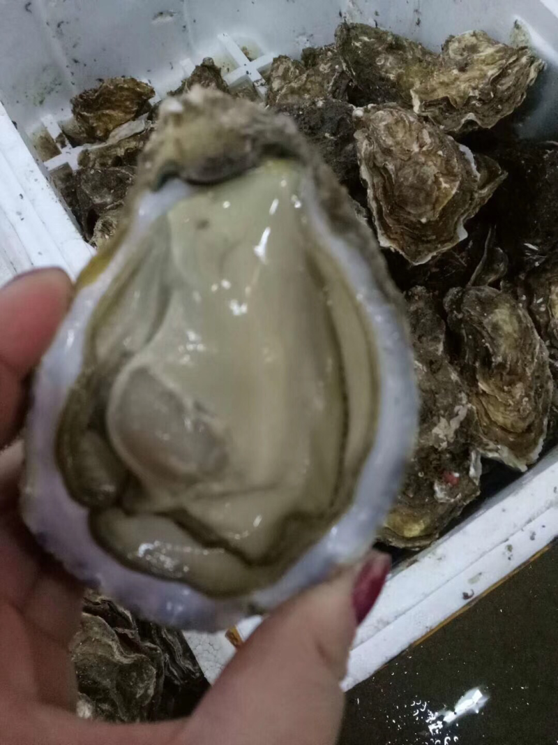 大连生蚝，规格单只2两起步的