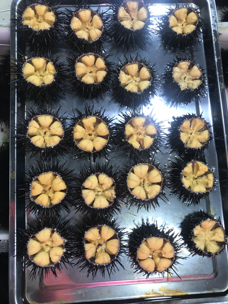 海胆