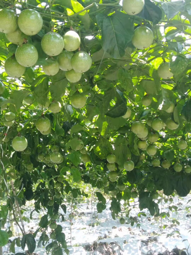 黄金百香果芭乐味日供量10000单支持落地配一件代发