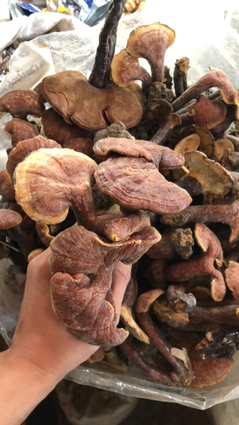 灵芝金边野生灵芝产地批发黑灵芝紫灵芝红灵芝竹灵芝孢子粉