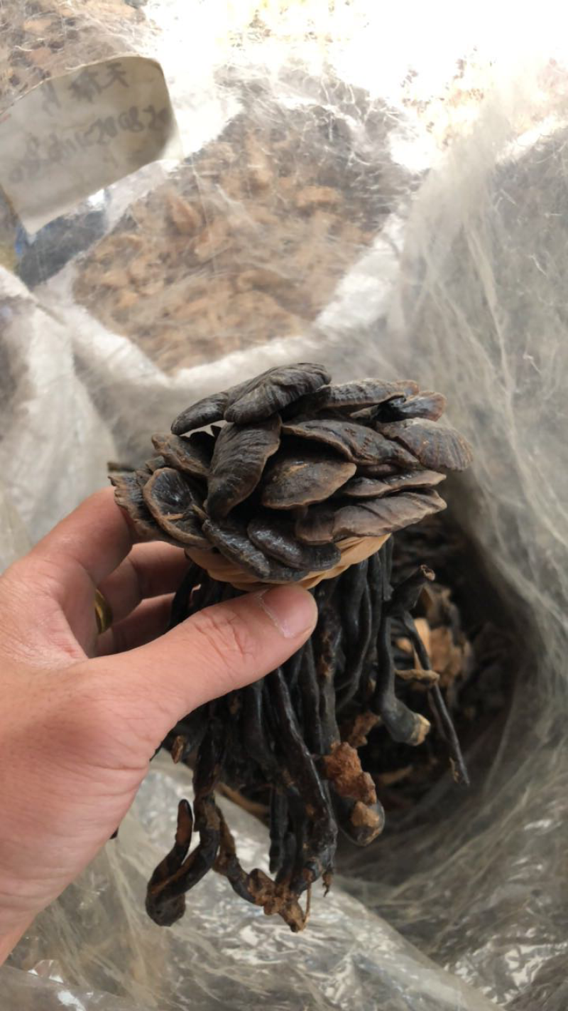 灵芝金边野生灵芝产地批发黑灵芝紫灵芝红灵芝竹灵芝孢子粉