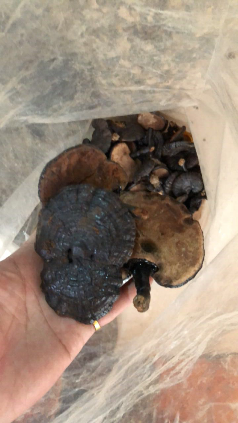灵芝金边野生灵芝产地批发黑灵芝紫灵芝红灵芝竹灵芝孢子粉