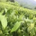 英德红茶有机茶，价格实惠