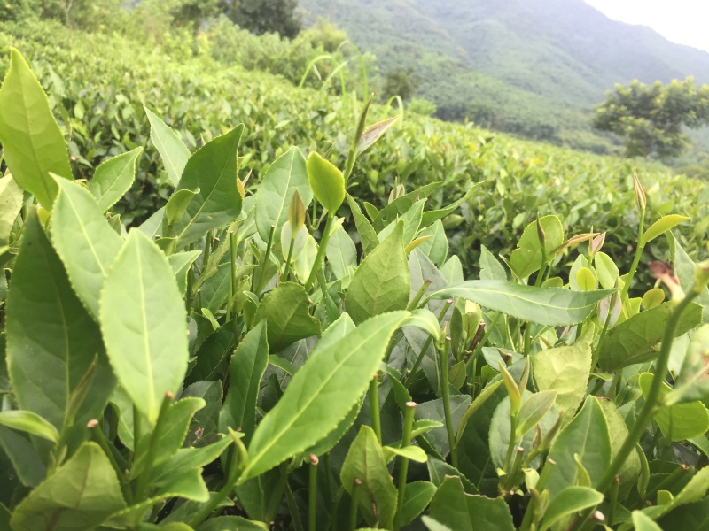 英德红茶有机茶，价格实惠