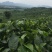 英德红茶有机茶，价格实惠