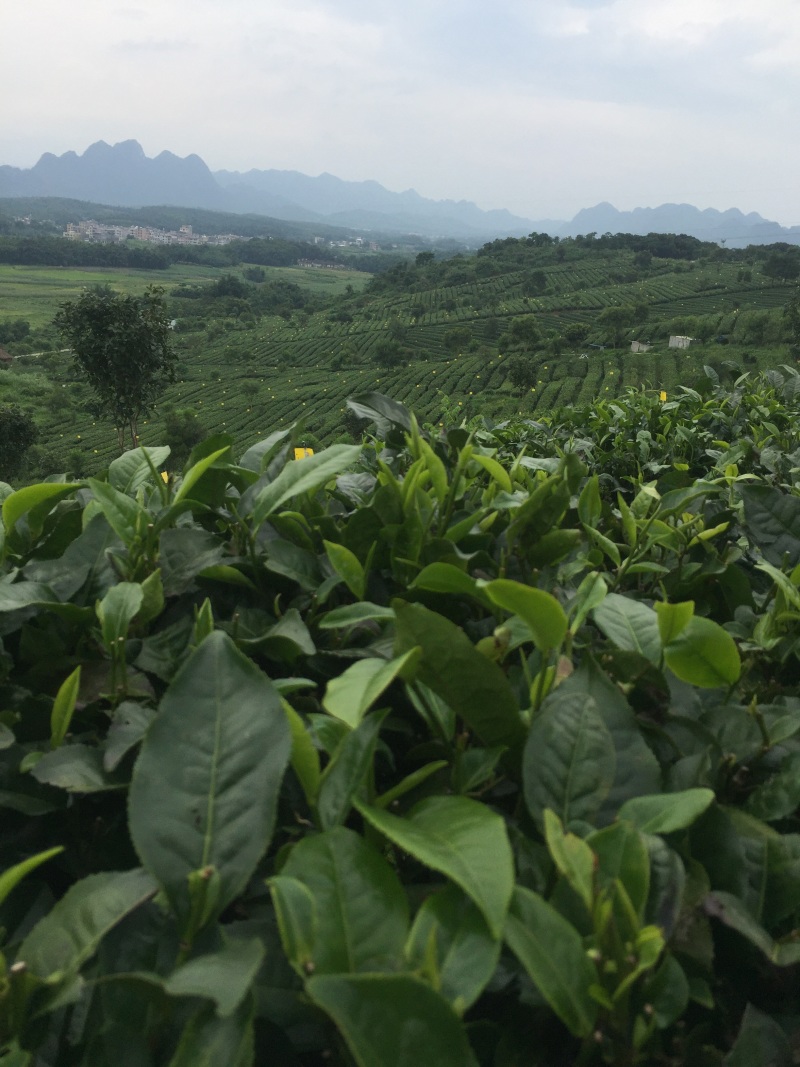 英德红茶有机茶，价格实惠