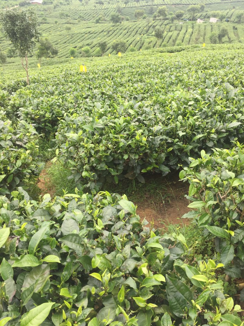 英德红茶有机茶，价格实惠