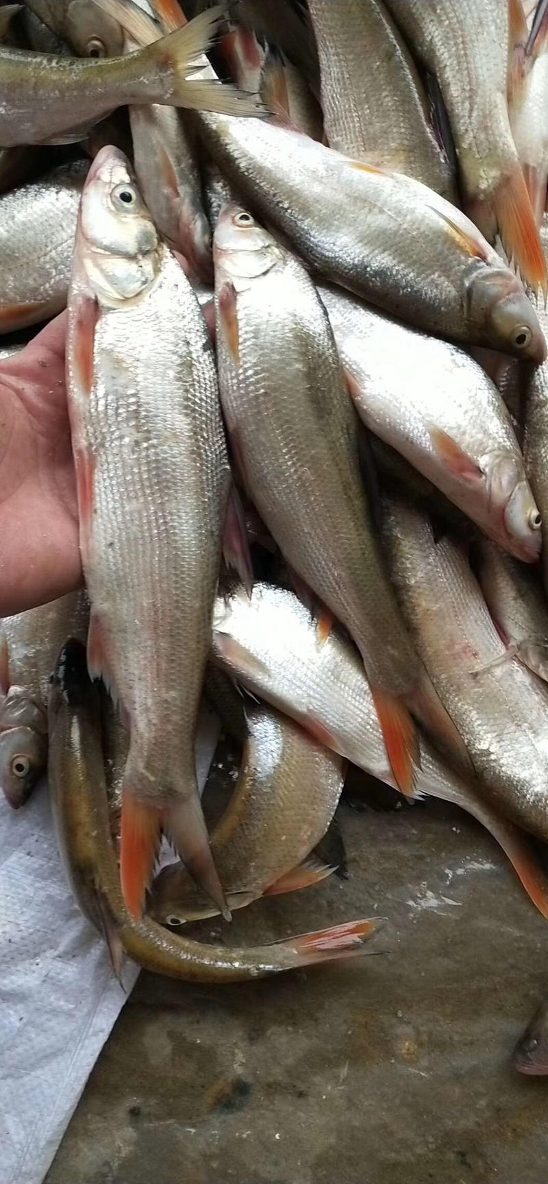 2—4两的开肚速冻水库红尾鱼