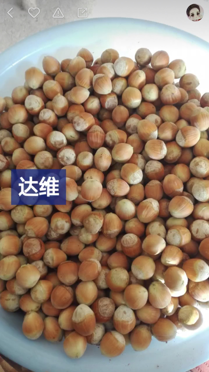 平欧大果榛子产业基地