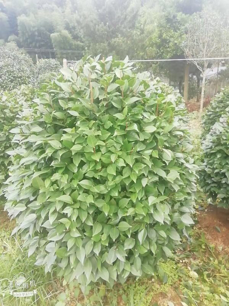 茶花精品烈香茶花冠幅一米五左右