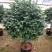 茶花精品烈香茶花冠幅一米五左右