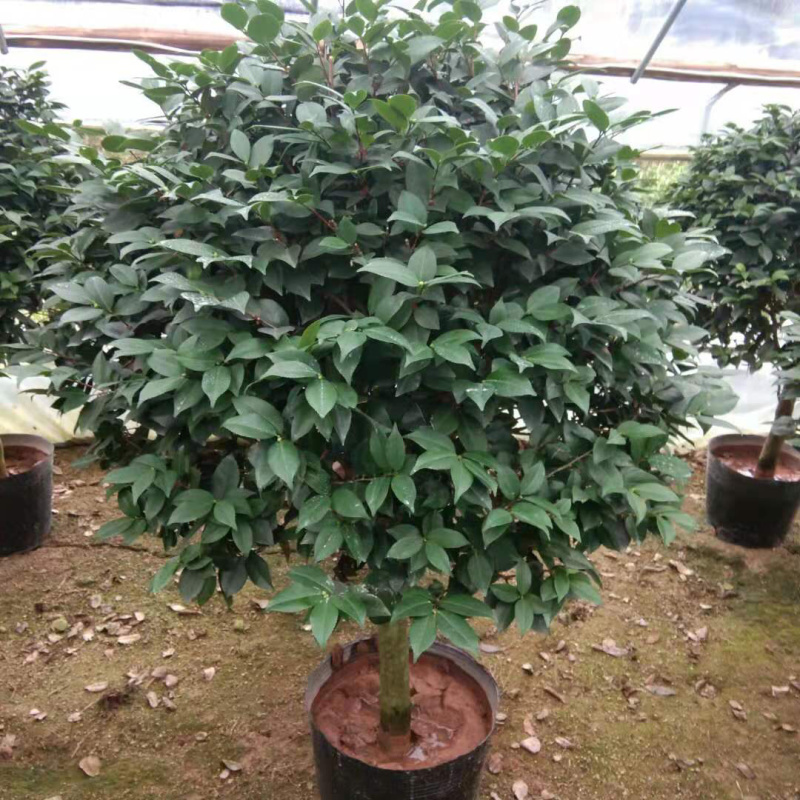 茶花精品烈香茶花冠幅一米五左右