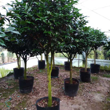 茶花精品烈香茶花冠幅一米五左右