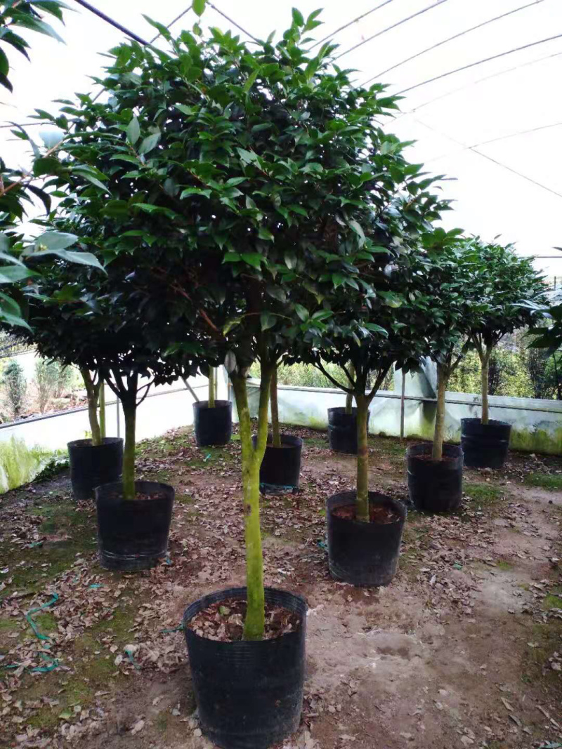 茶花精品烈香茶花冠幅一米五左右