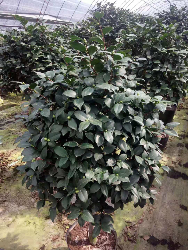 茶花精品烈香茶花冠幅一米五左右