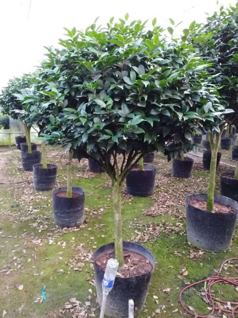 茶花精品烈香茶花冠幅一米五左右