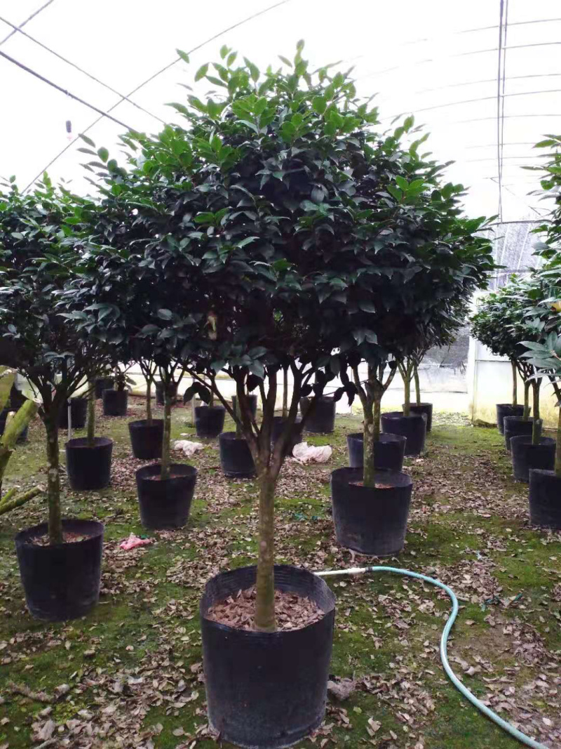 茶花精品烈香茶花冠幅一米五左右