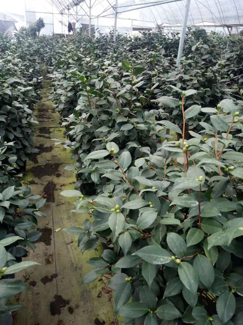 茶花精品烈香茶花冠幅一米五左右
