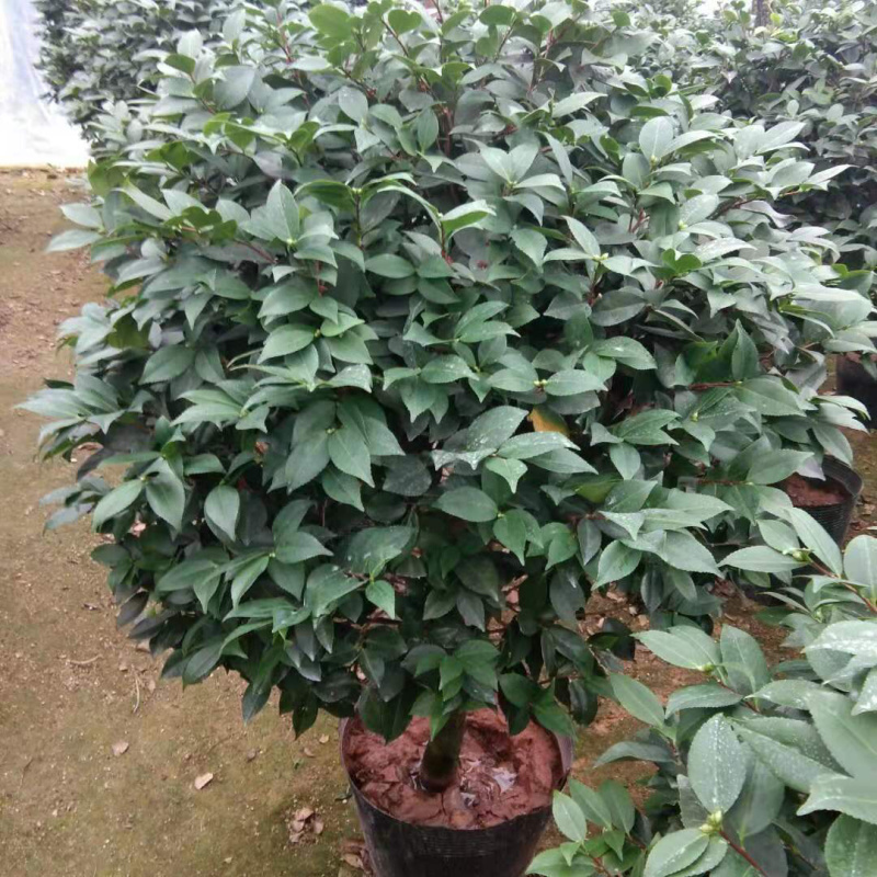 茶花精品烈香茶花冠幅一米五左右