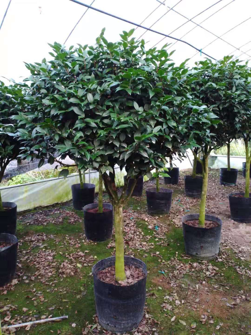 茶花精品烈香茶花冠幅一米五左右