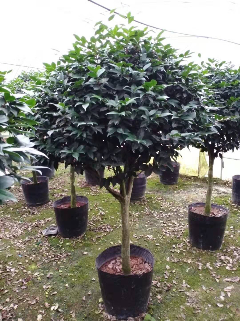 茶花精品烈香茶花冠幅一米五左右