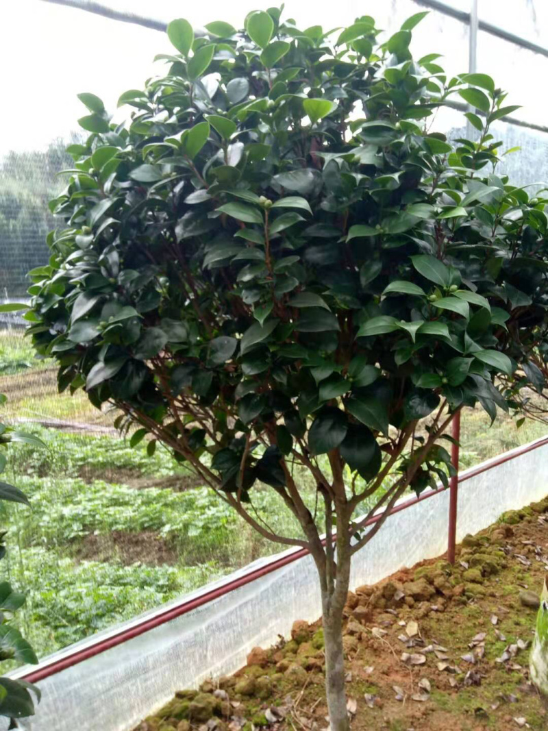 茶花精品烈香茶花冠幅一米五左右
