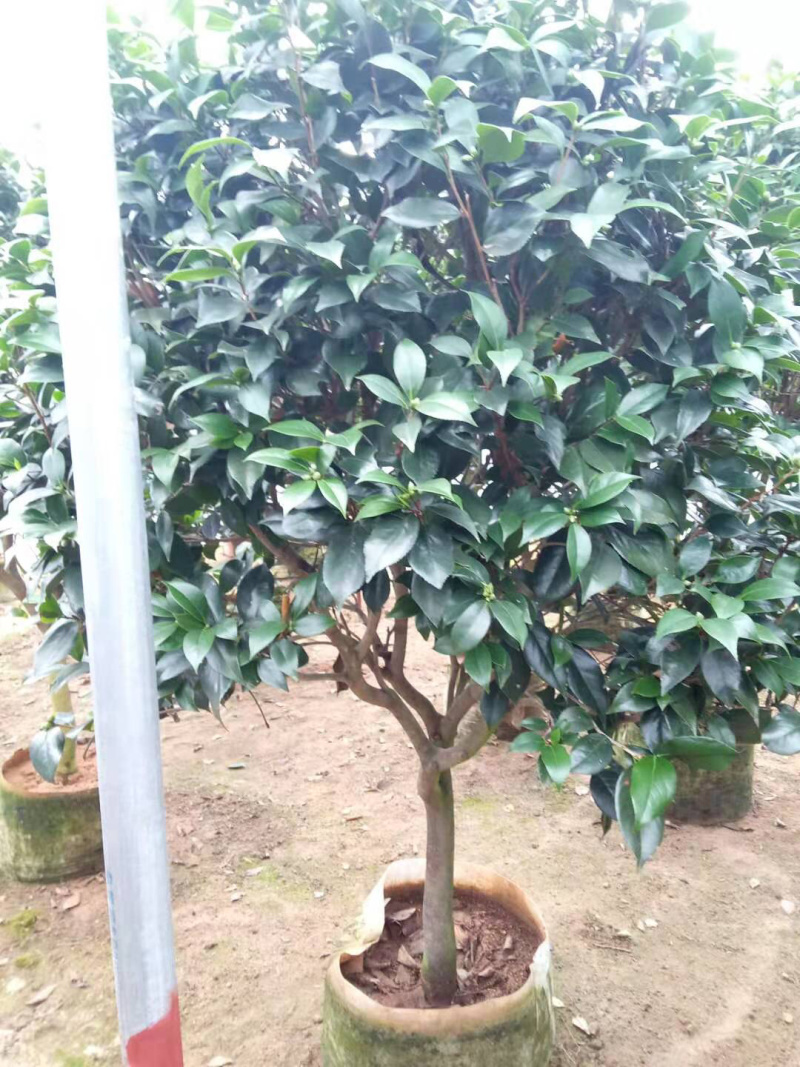 茶花精品烈香茶花冠幅一米五左右