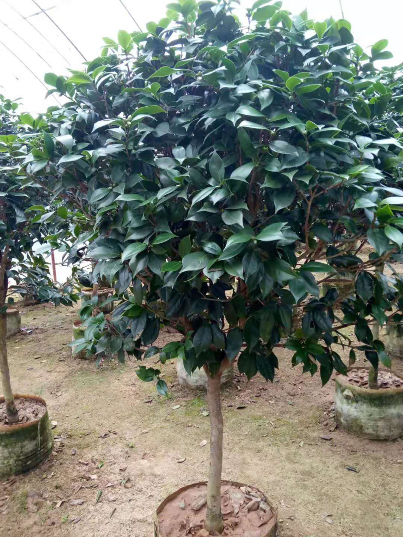 茶花精品烈香茶花冠幅一米五左右