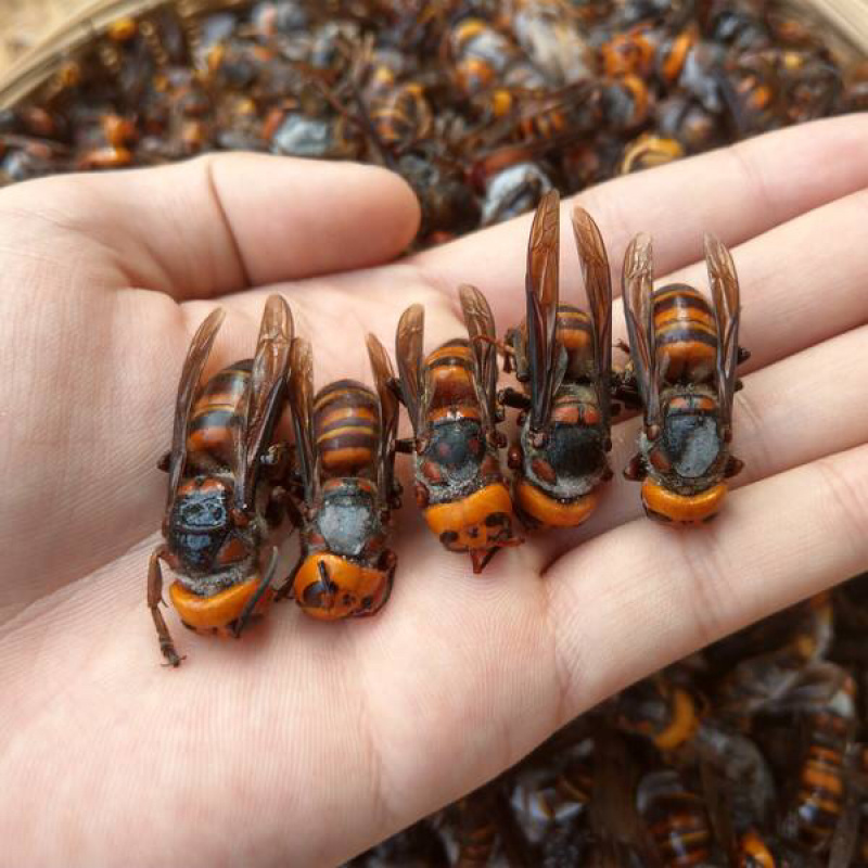 虎头蜂