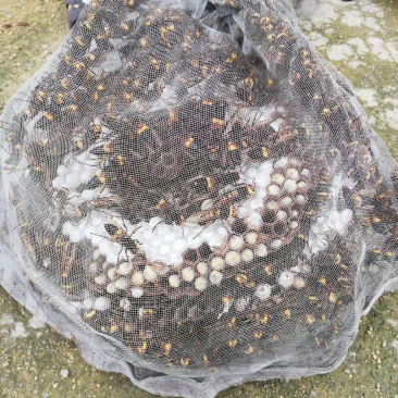 虎头蜂