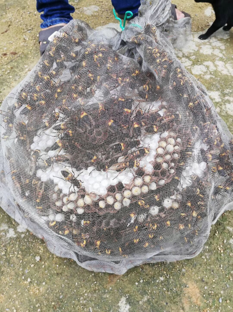 虎头蜂