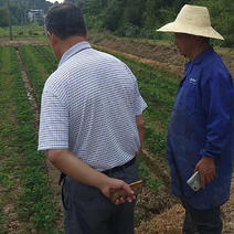 法兰地草莓苗优质好苗现货供应包成活提供技术指导
