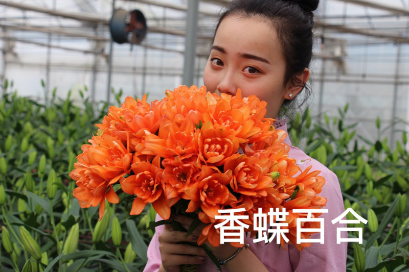 小蜜蜂百合种球品质保证的百合种球，较小的花型优雅大方
