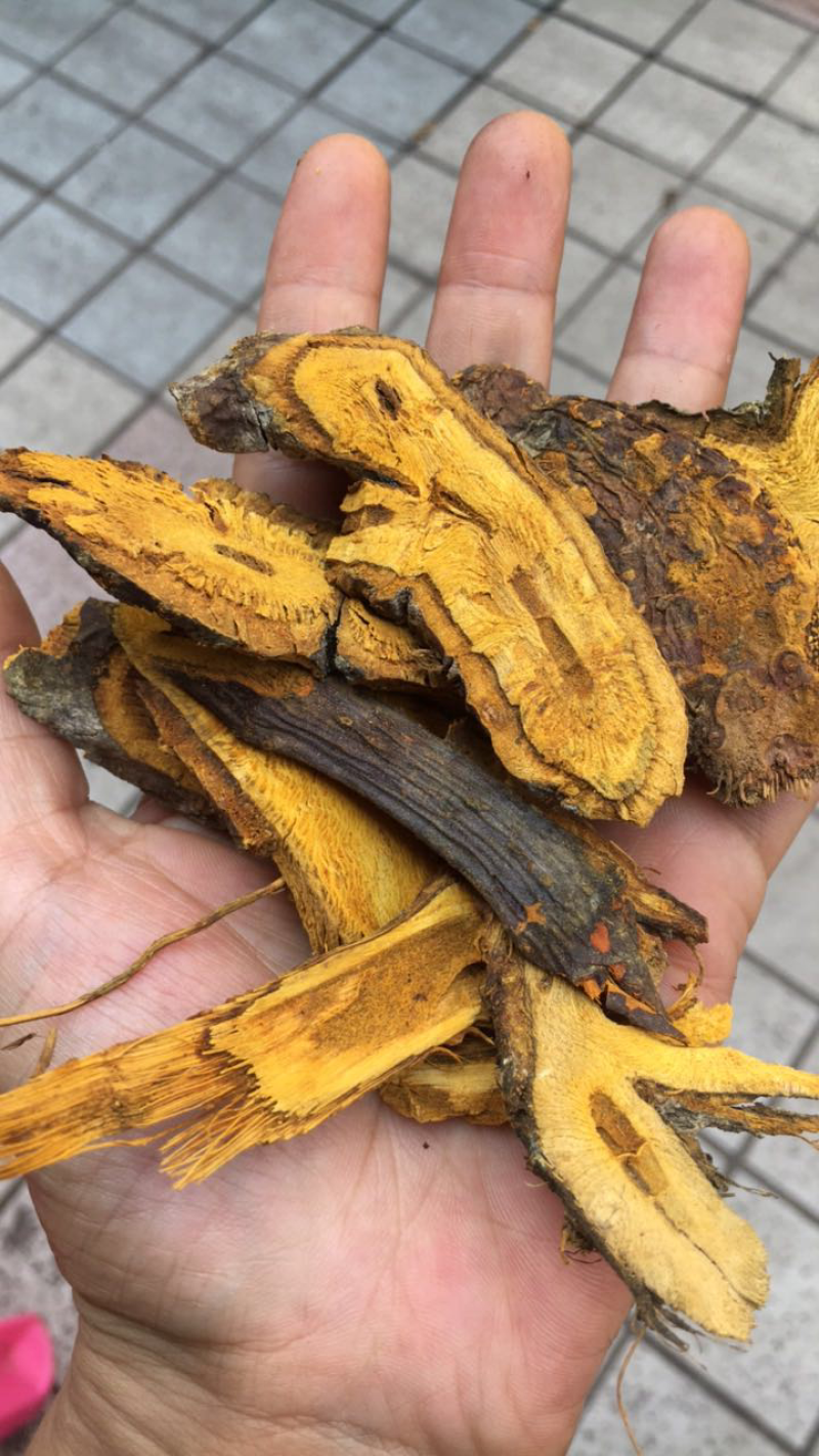 虎杖