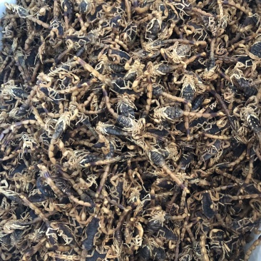 【蝎子】蝎子清水全虫干货物美价廉产地直供