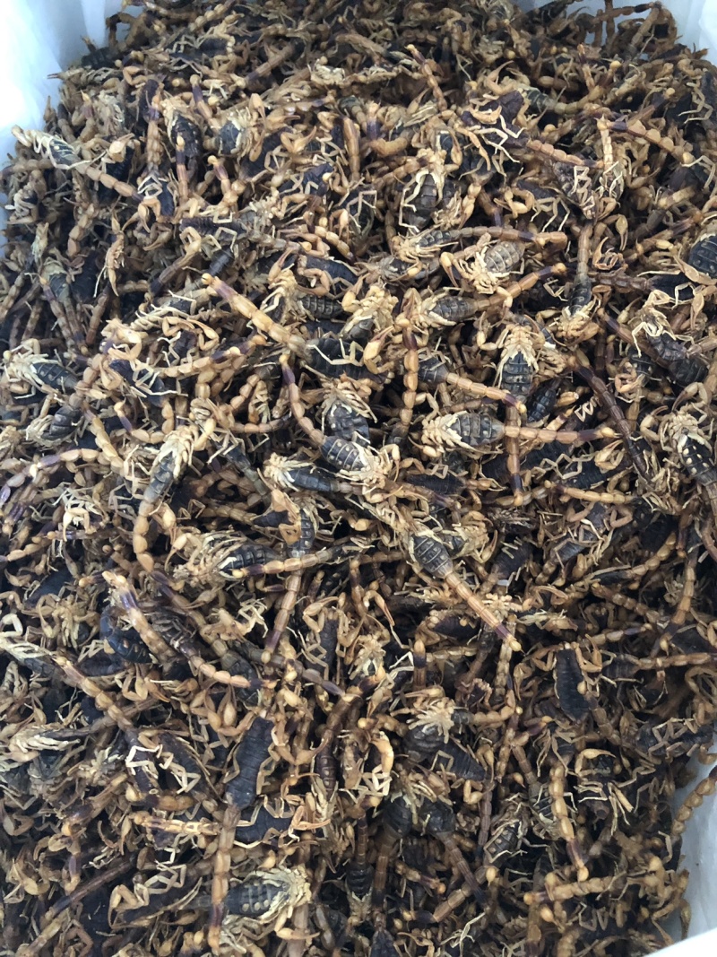 【蝎子】蝎子清水全虫干货物美价廉产地直供
