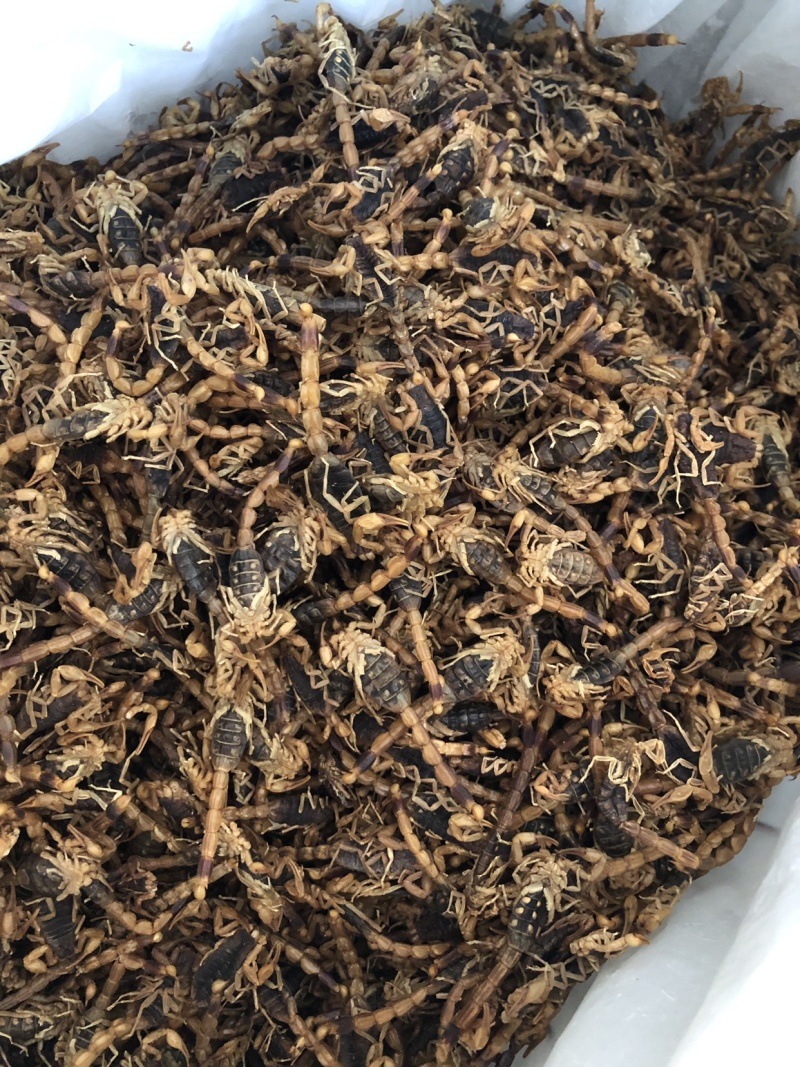 【蝎子】蝎子清水全虫干货物美价廉产地直供