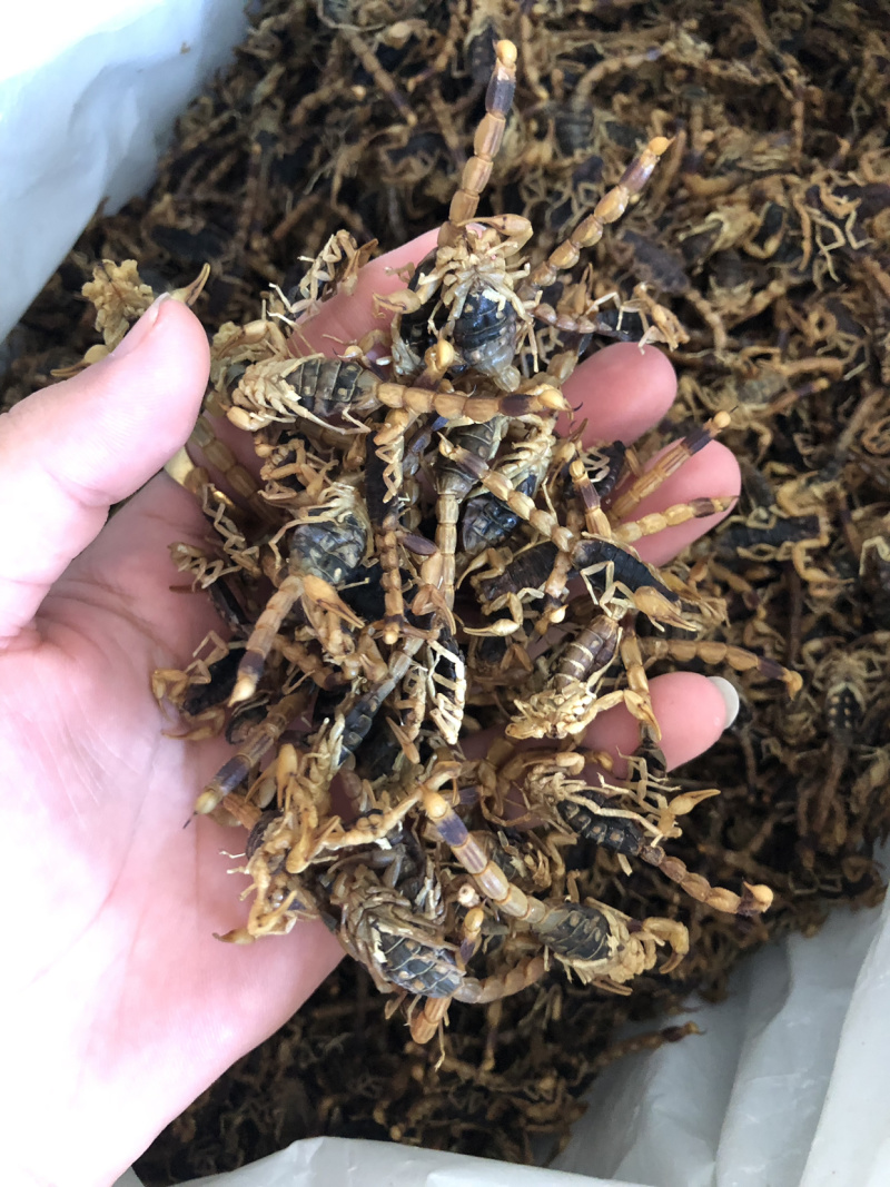 【蝎子】蝎子清水全虫干货物美价廉产地直供