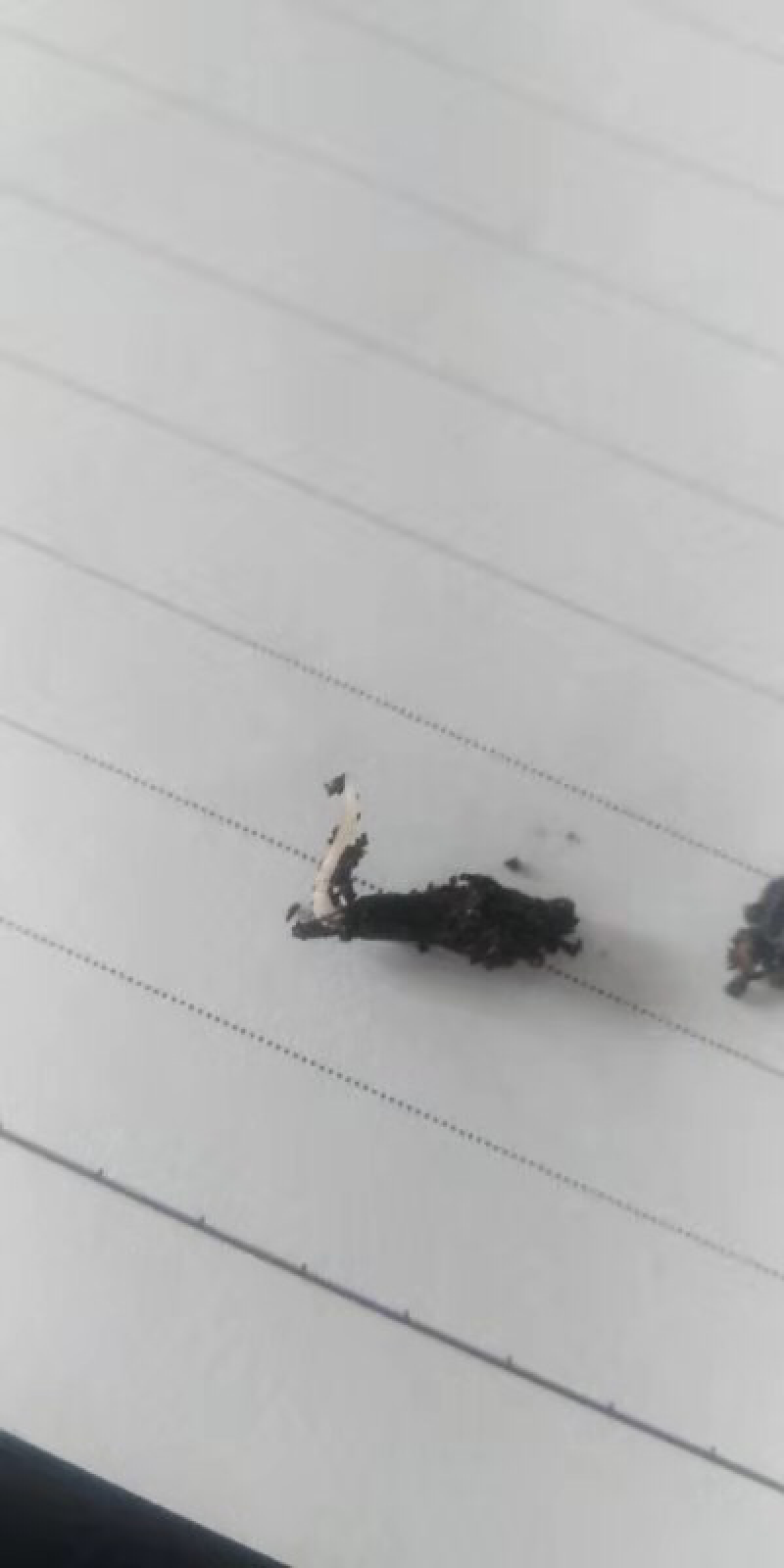 百部种子，，。，，，，，