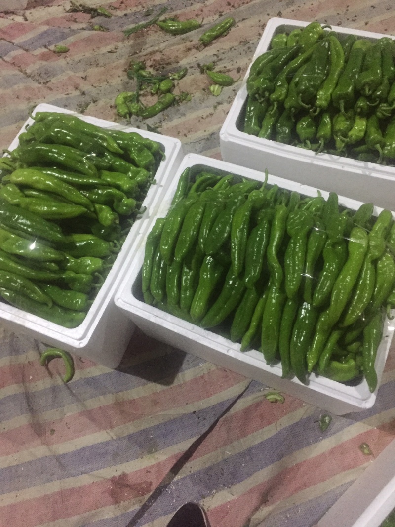 我市场尖椒大量上市。