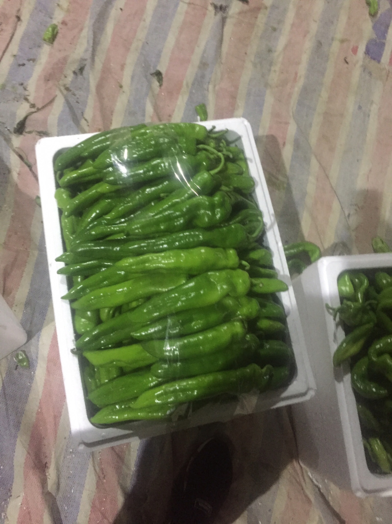 我市场尖椒大量上市。