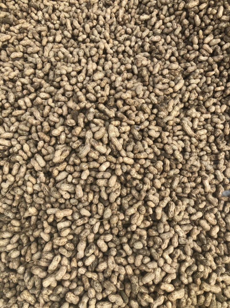 【精选特卖】小白沙鲜花生颗粒饱满过筛可供超市市场
