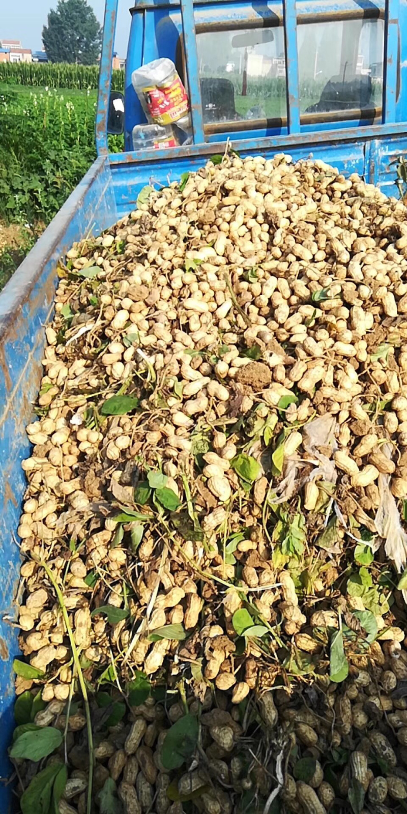 【精选特卖】小白沙鲜花生颗粒饱满过筛可供超市市场