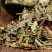 【凤尾草】凤尾草量大从优物美价廉产地直供