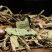 【凤尾草】凤尾草量大从优物美价廉产地直供