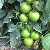 露地西红柿