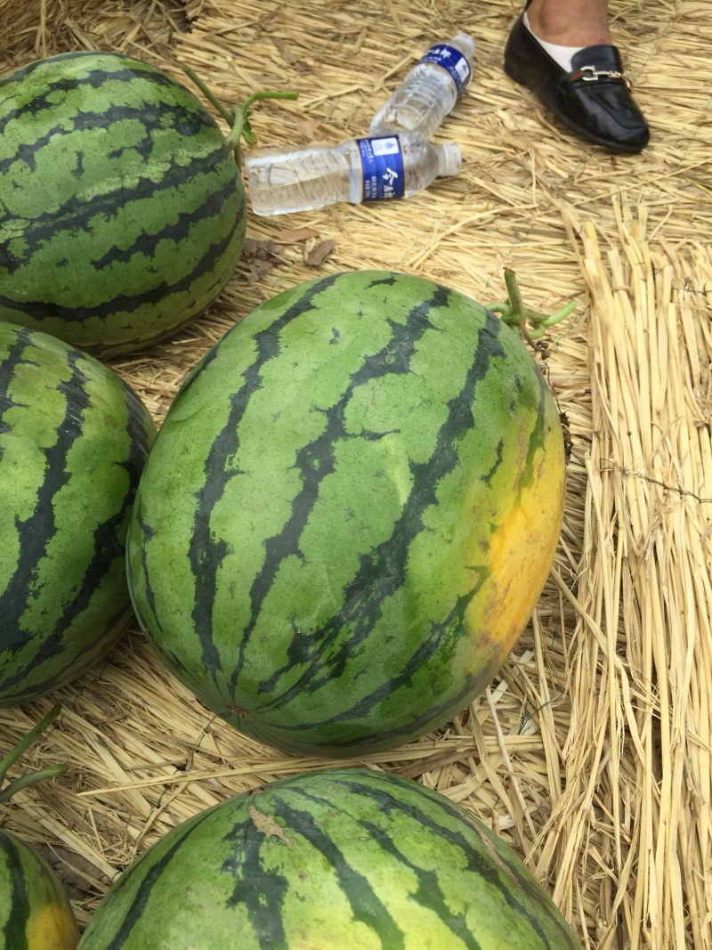 大量出售西瓜