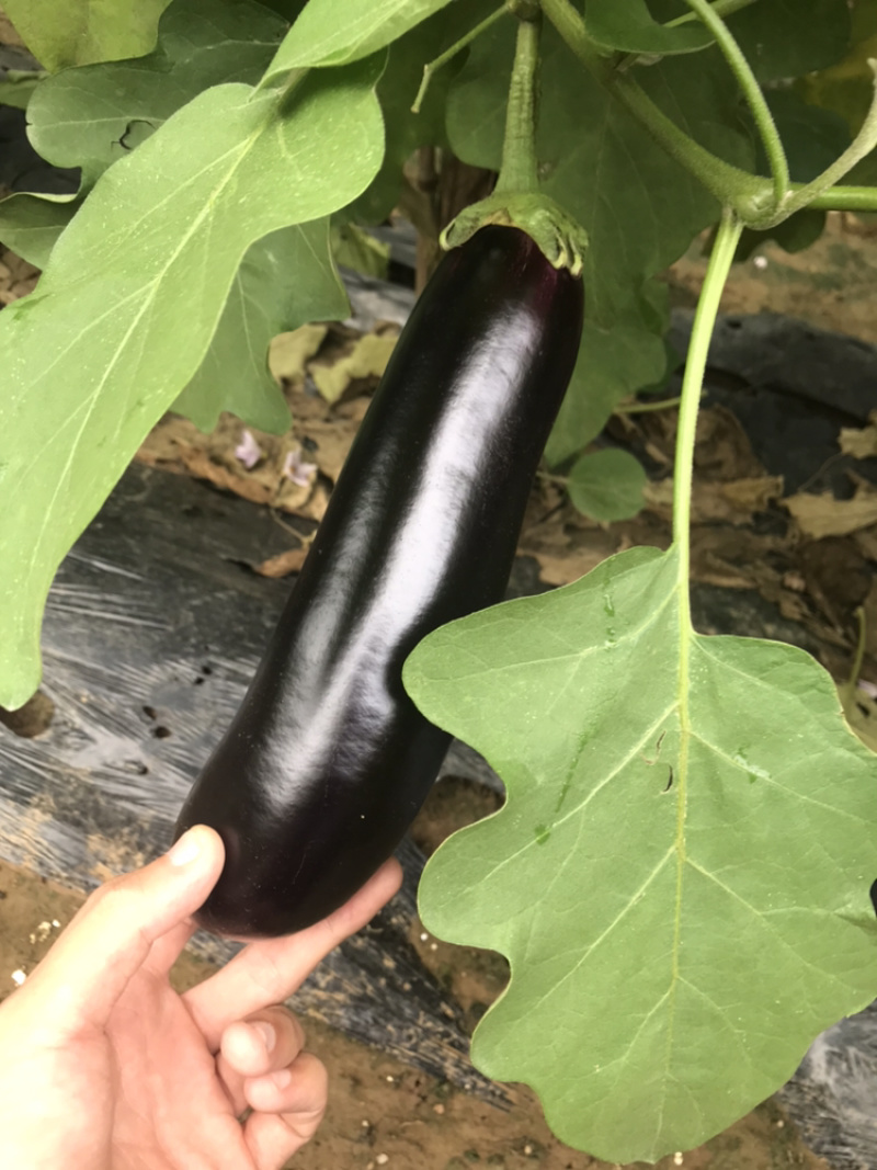 765茄子产地直供颜色发亮货量充足现摘现发