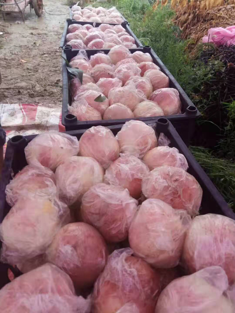 200一1桃